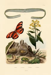 Venusgordel
